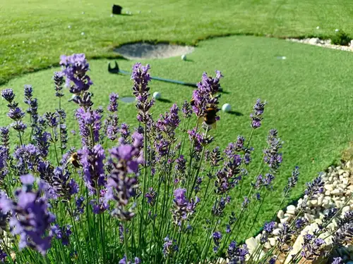 Nyílt kert és zöld terület